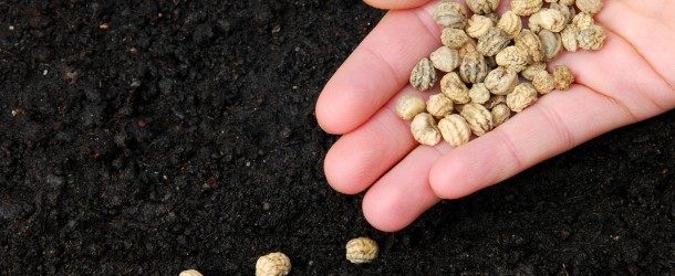 hand-seeds