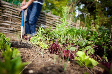ist2_10540528-man-with-hoe-in-vegetable-garden